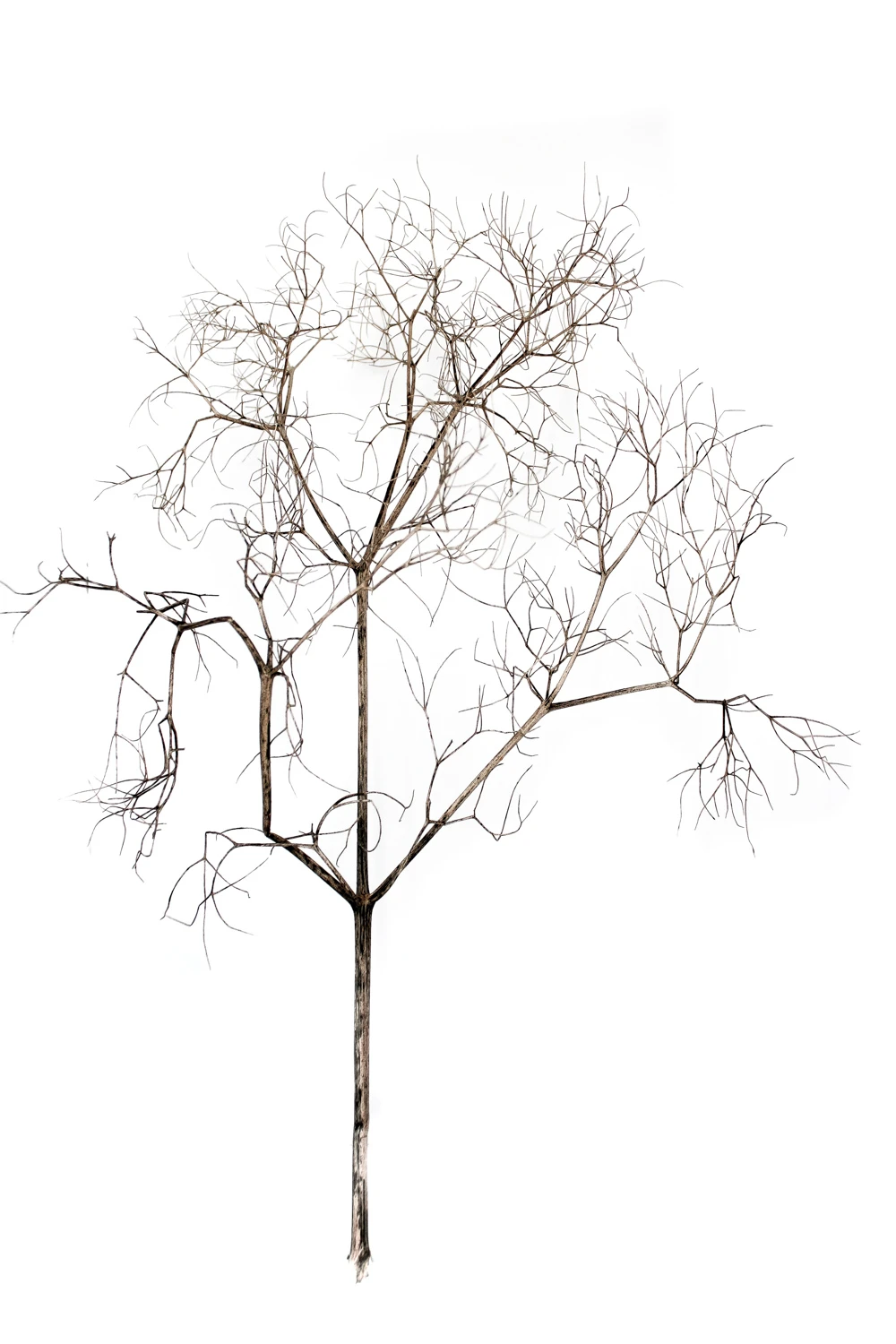 arquitectura vegetal