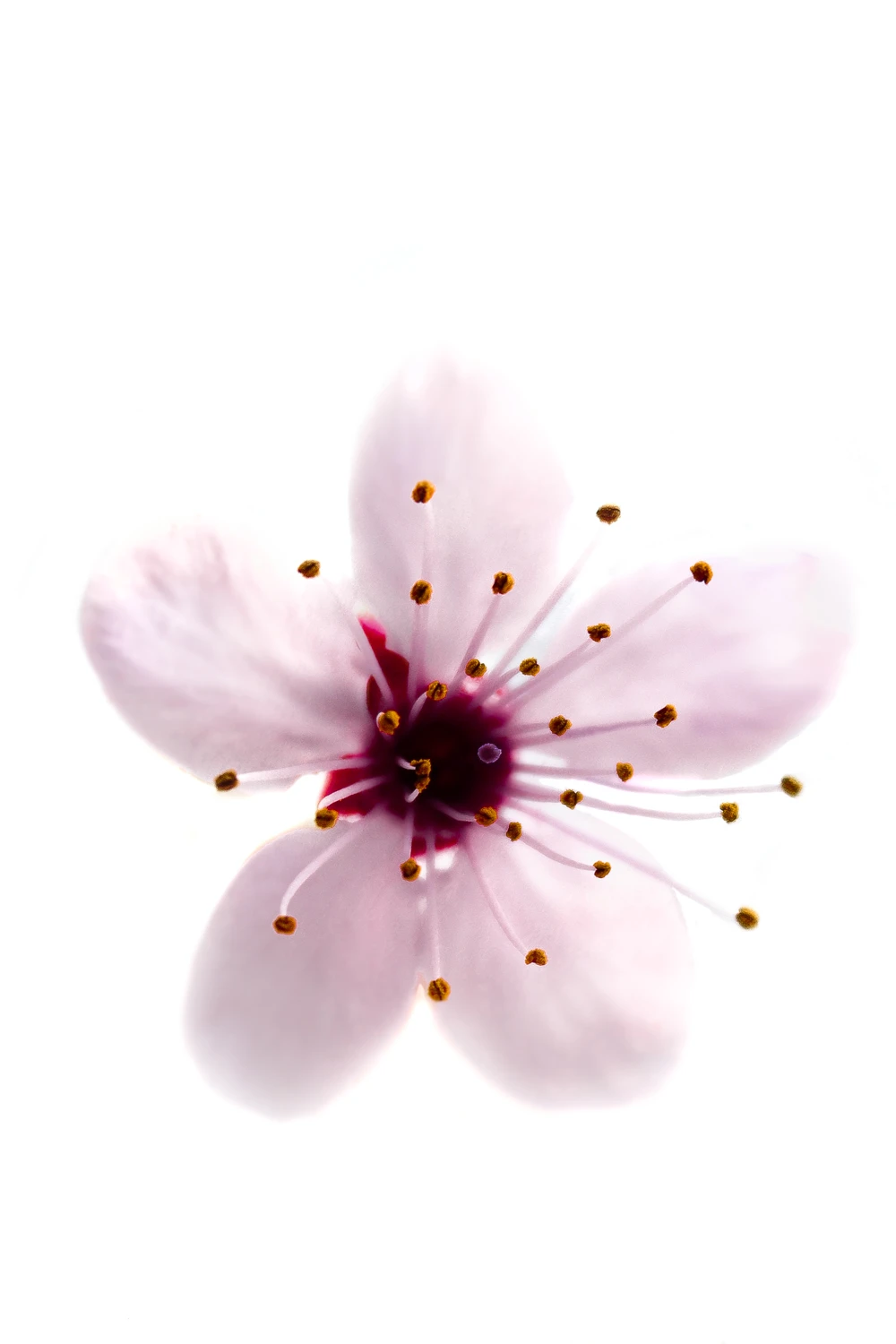 de nuevo la primavera