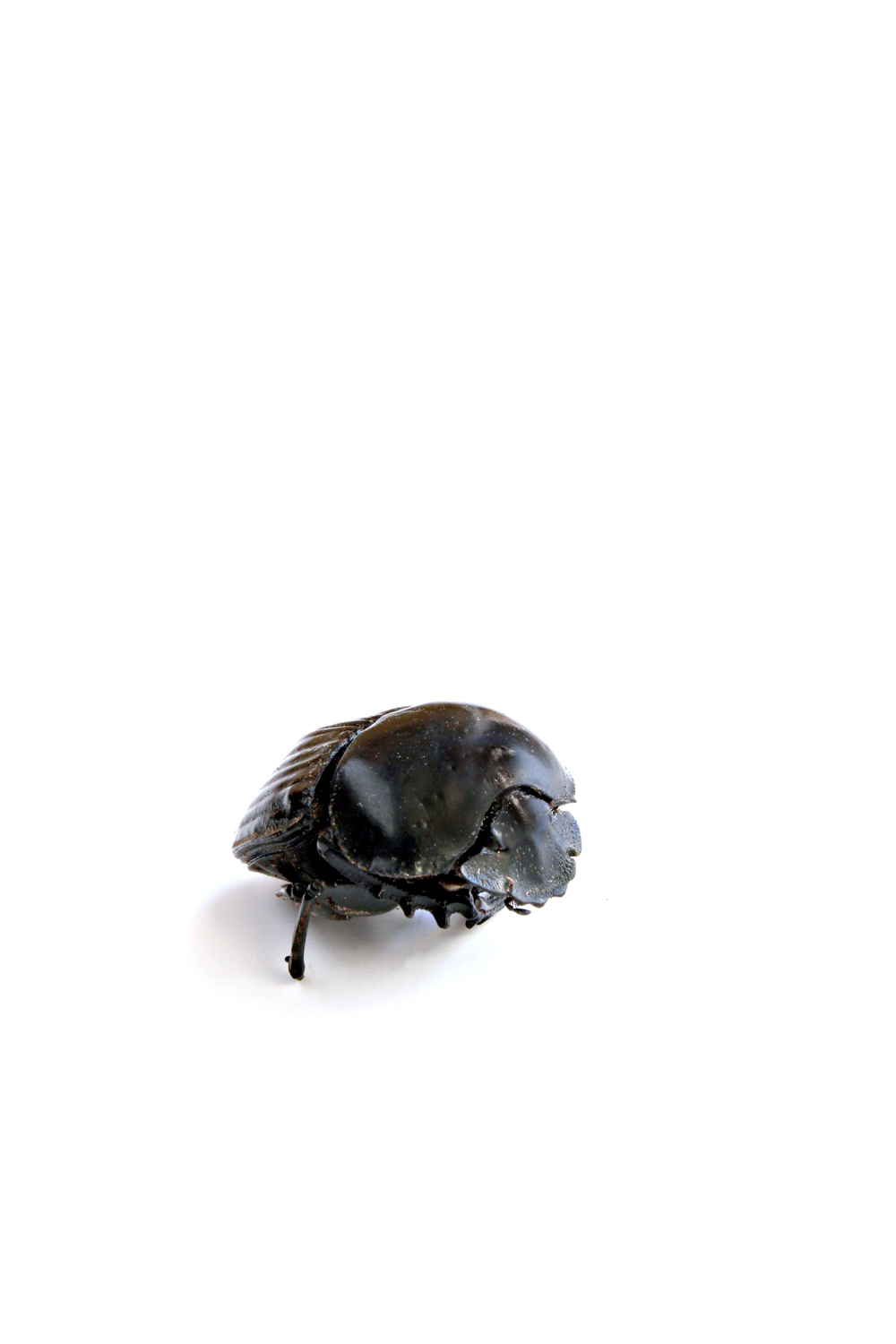 308 escarabajo