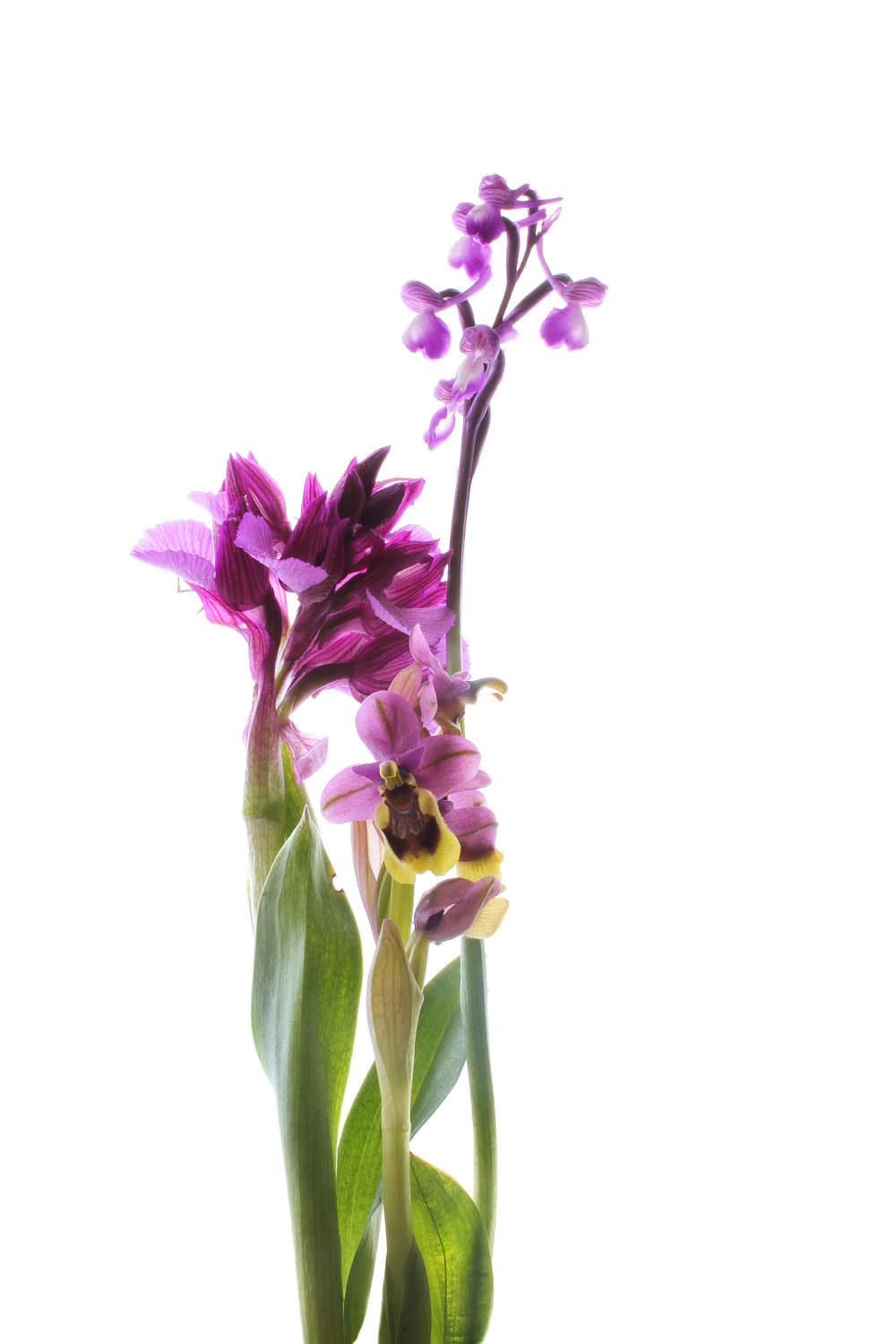 647 orquídeas