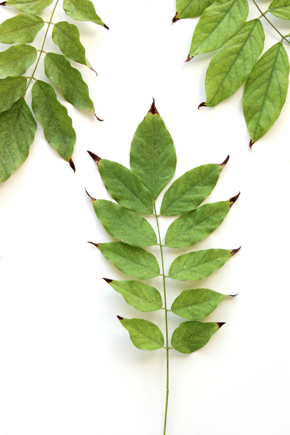 288 hojas wisteria