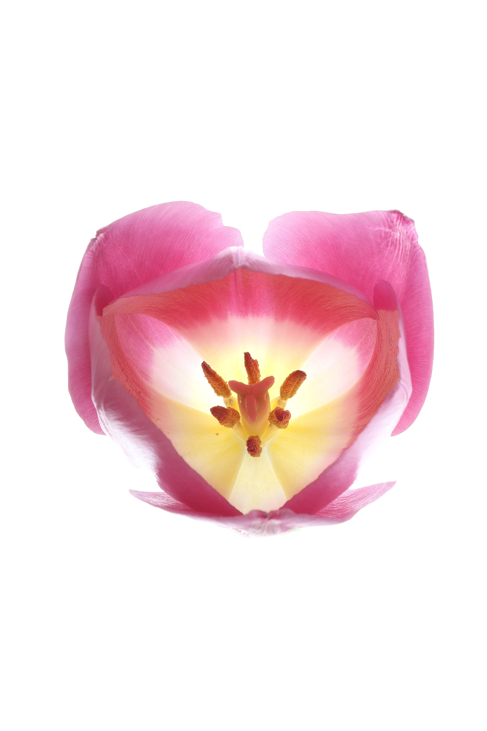 941 tulipán