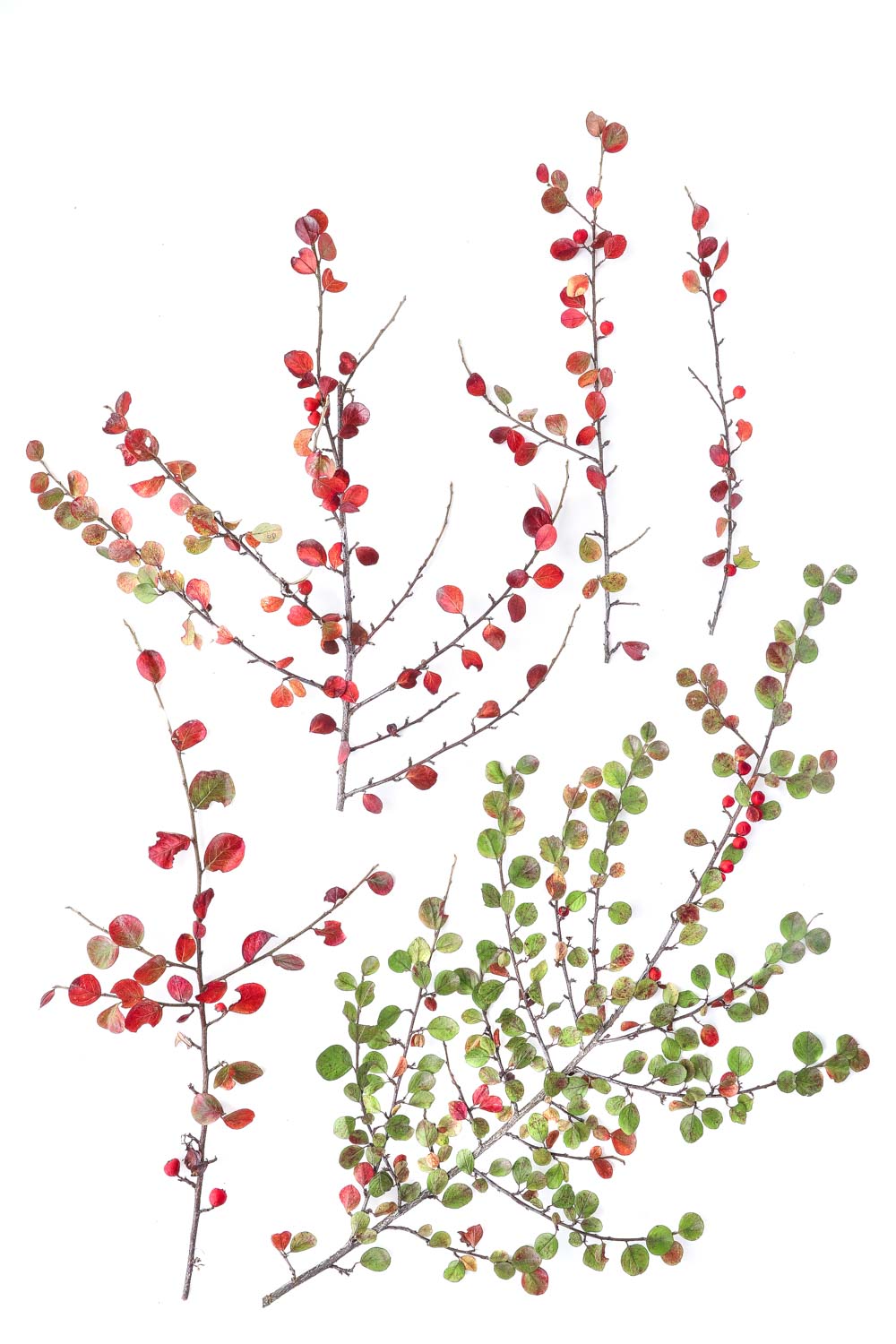 1046 cotoneaster