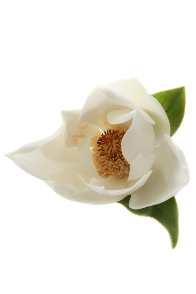 1211 magnolia