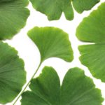 ginkgo