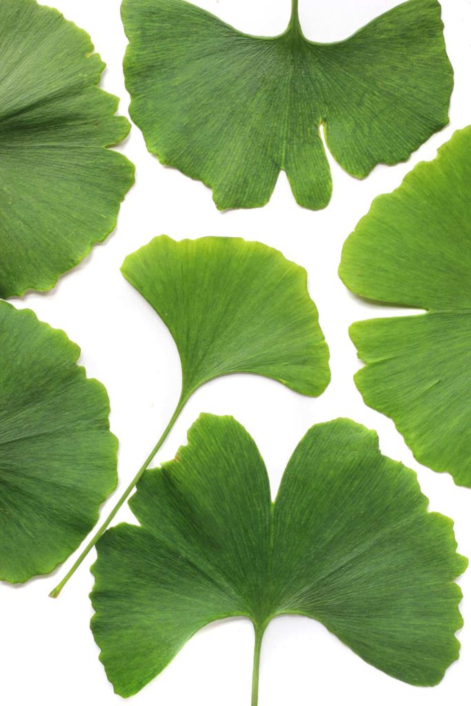 ginkgo
