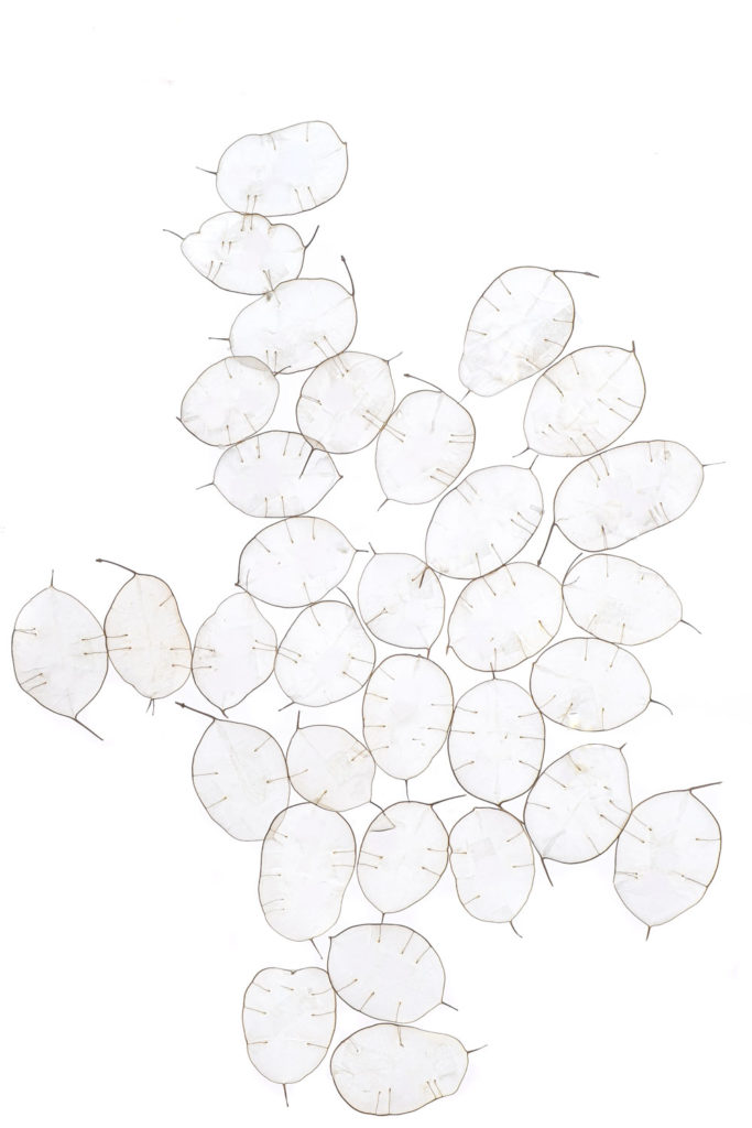 lunaria