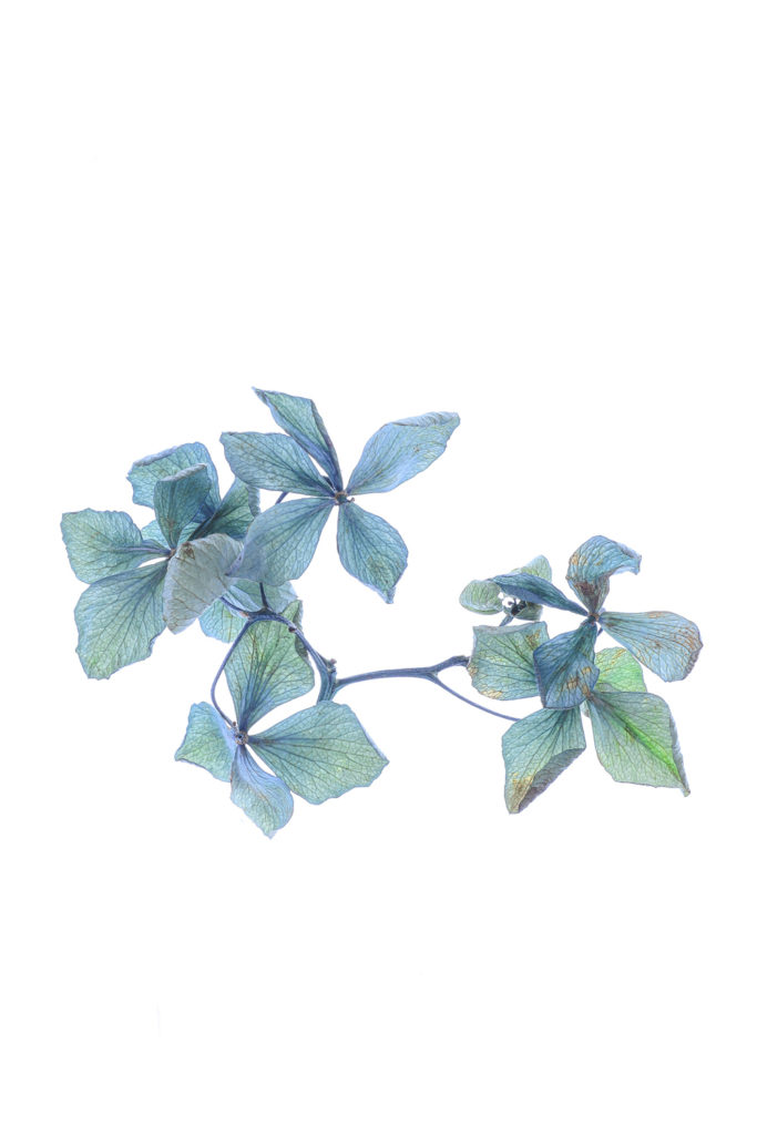 1309 hortensia