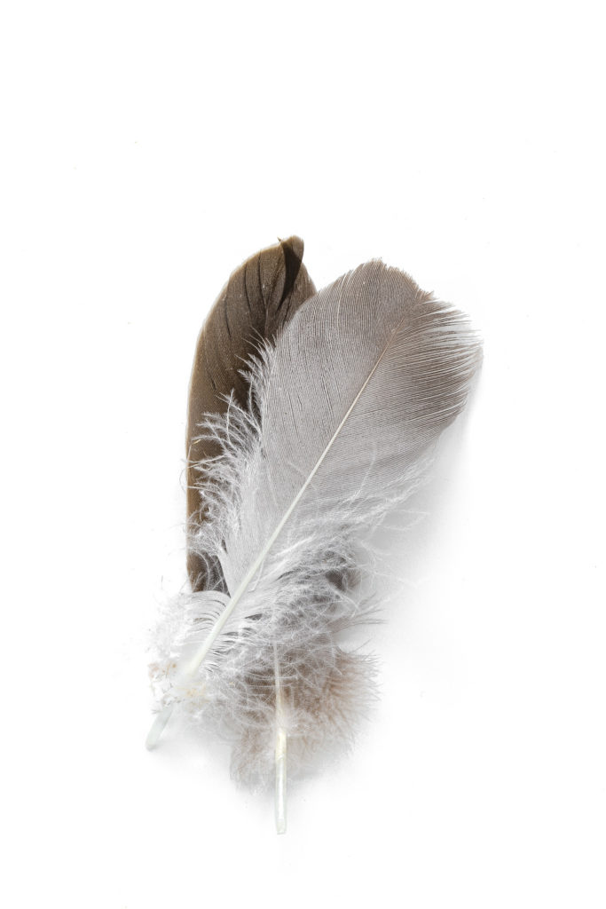 1354 plumas