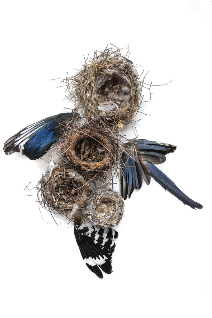 1374 plumas y nidos