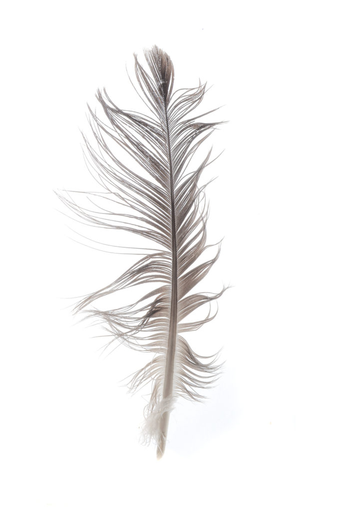 1413 pluma