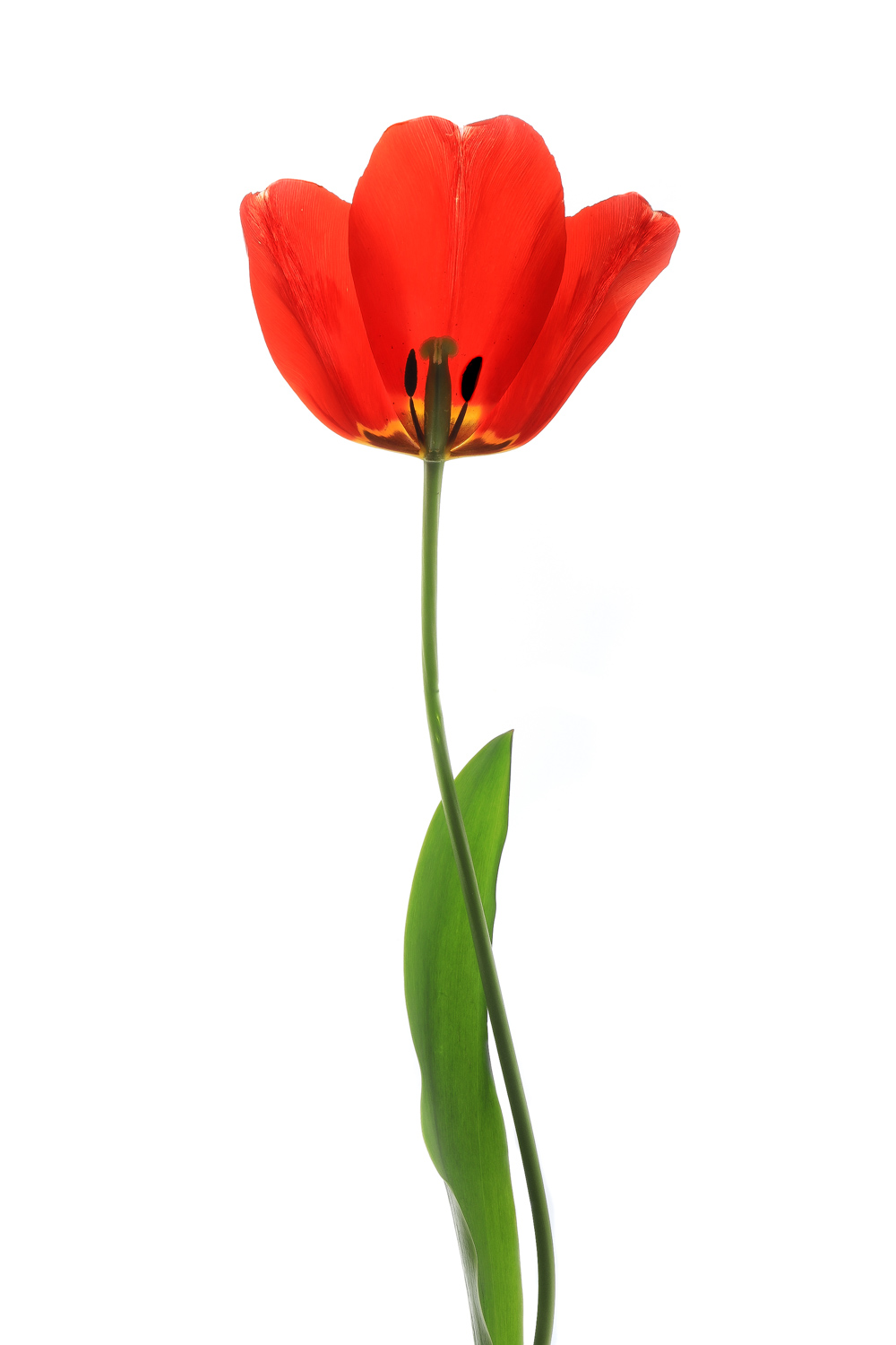1437 tulipán