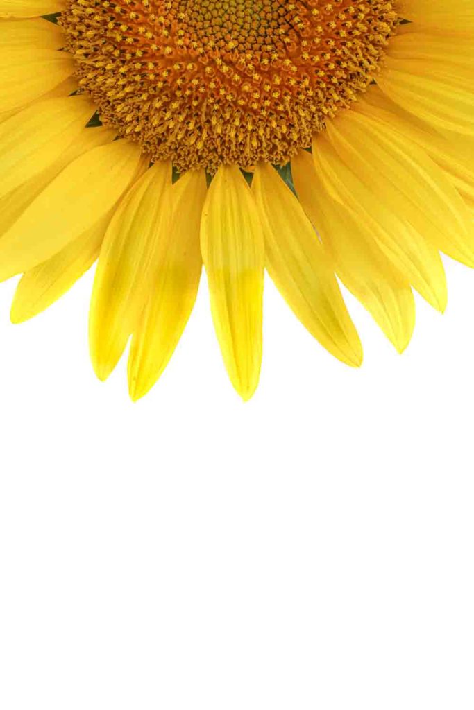 1457 girasol
