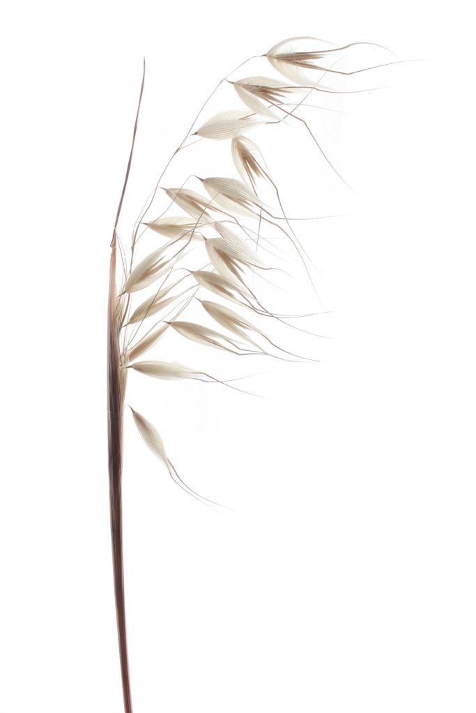 1483 avena