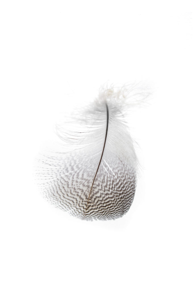 1514 pluma