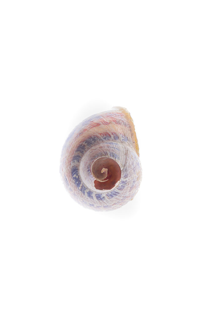 1539 caracol