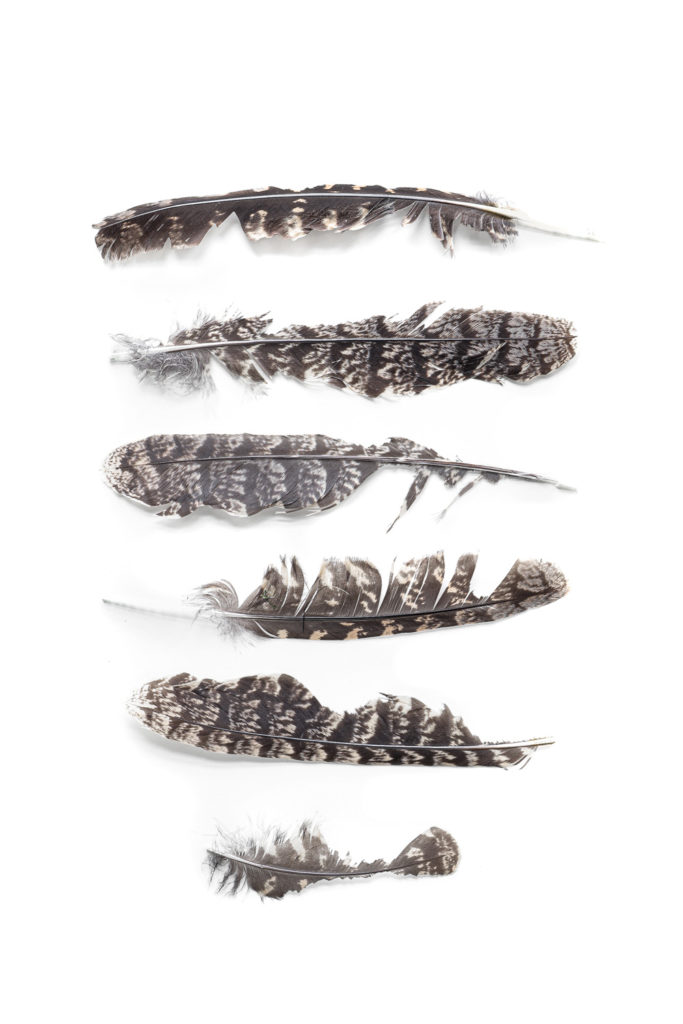 1584 plumas