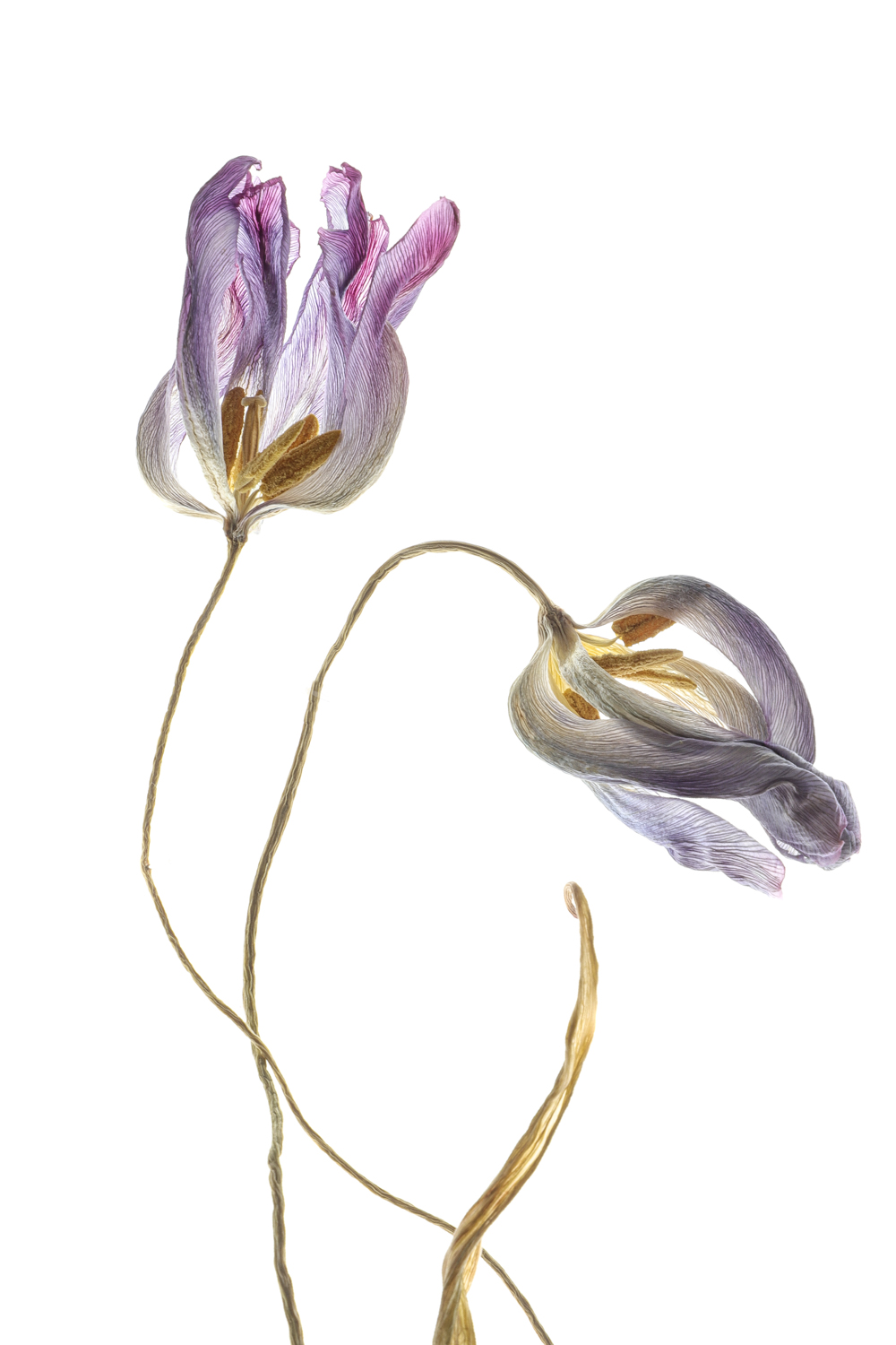 1963 tulipanes