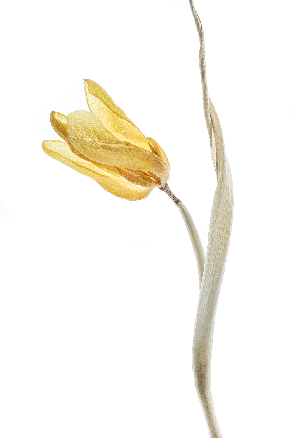 2008 tulipán
