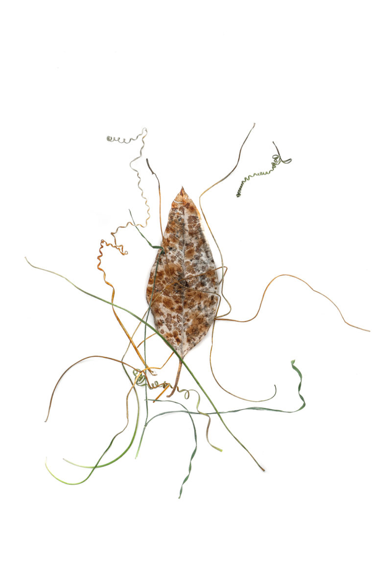 Blog Mater NaturaMater Natura