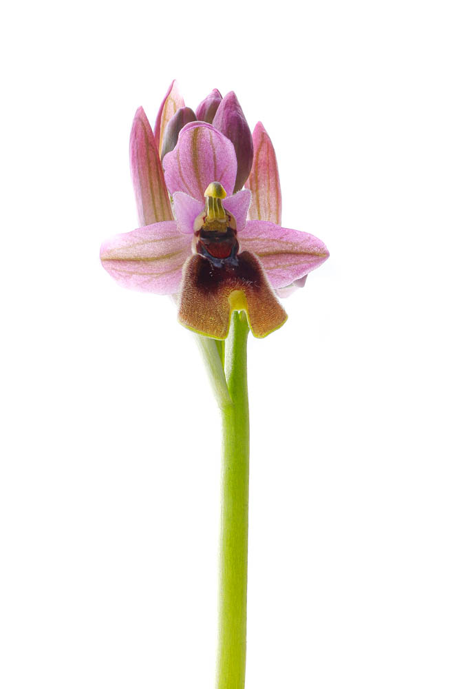 2427 orquídea