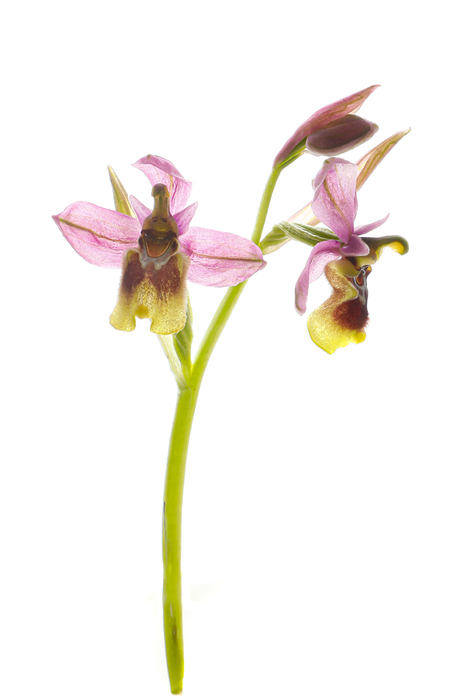 2432 orquídea