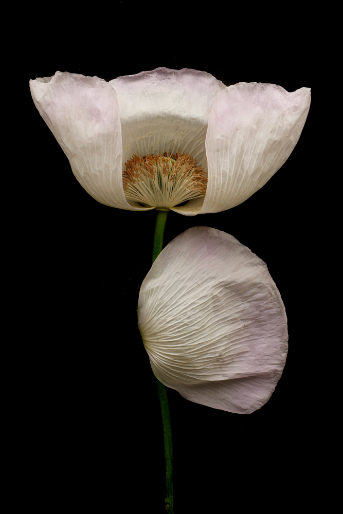 8 adormidera